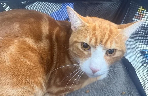 A young medium-sized male Domestic Short Hair cat named Beauty for adoption in Ridgewood, NY