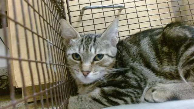 A baby small-sized female Domestic Short Hair cat named Blueberry for adoption in Miami, FL