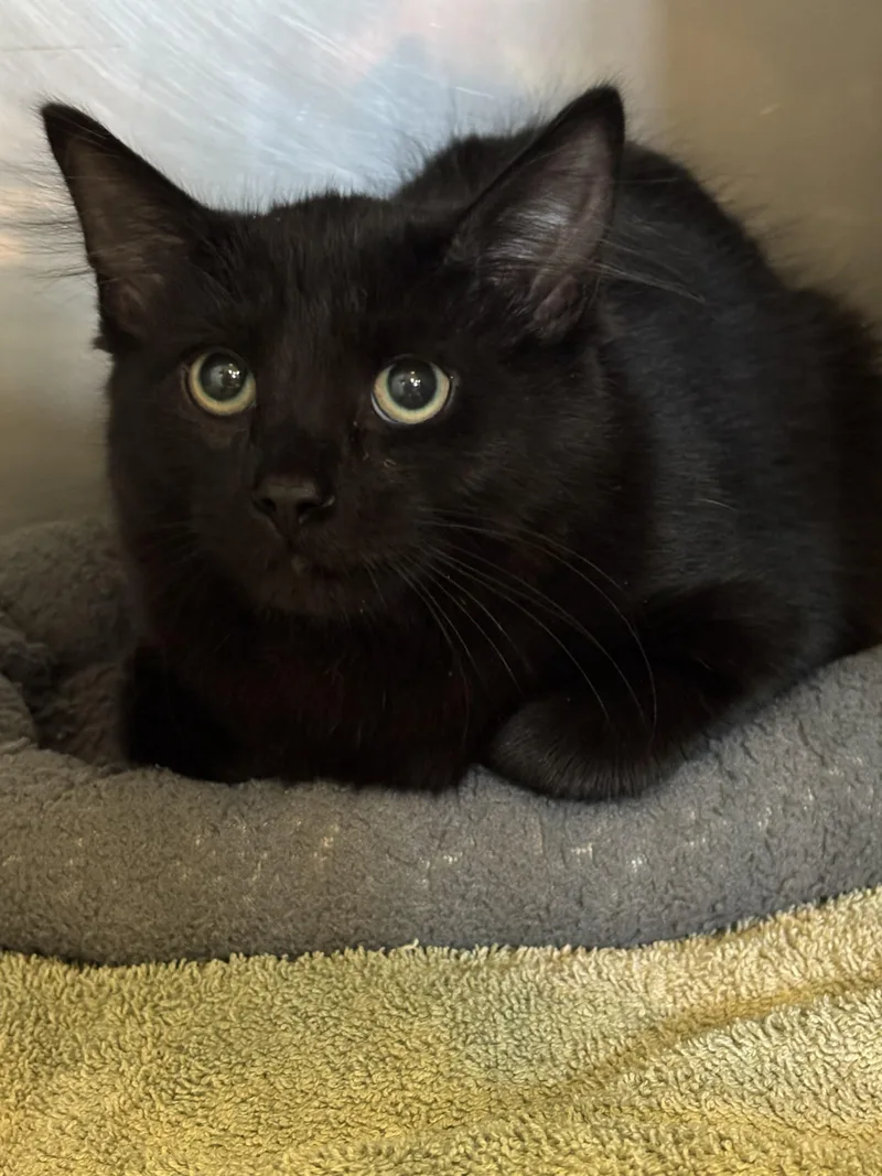 A young small-sized male Black Domestic Medium Hair cat named Sleepy for adoption in Bedford, VA