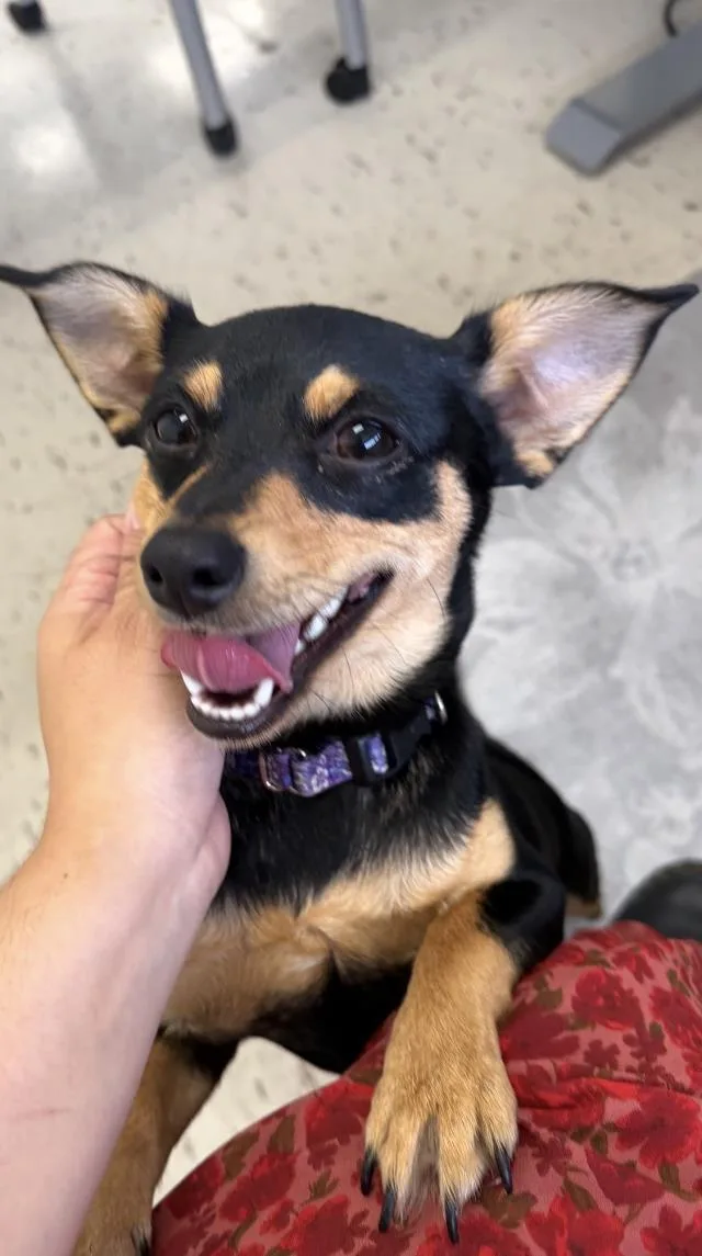 A young small-sized female Chihuahua dog named Fleur for adoption in Santa Barbara, CA