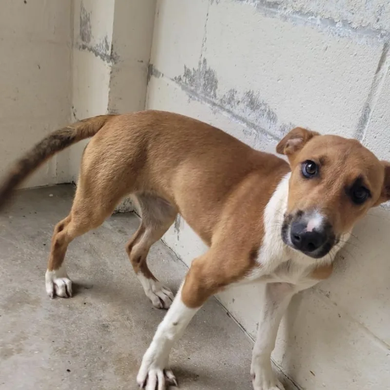 A baby medium-sized female Yellow / Tan / Blond / Fawn Hound dog named Sadie for adoption in Cumberland, RI
