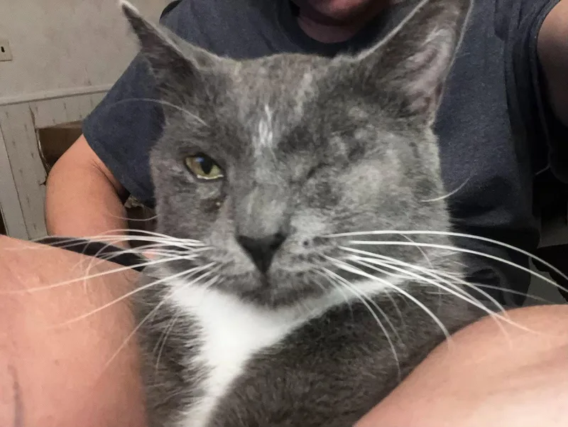 A young medium-sized female Gray & White Domestic Short Hair cat named Mini for adoption in Stewartsville, NJ