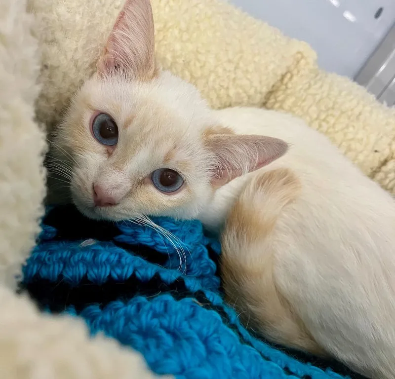 A baby medium-sized male Domestic Short Hair cat named Gojo for adoption in Raleigh, NC