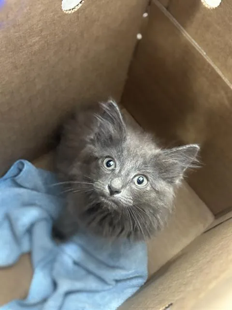 A baby medium-sized male Domestic Short Hair cat named Blue for adoption in Dallas, TX