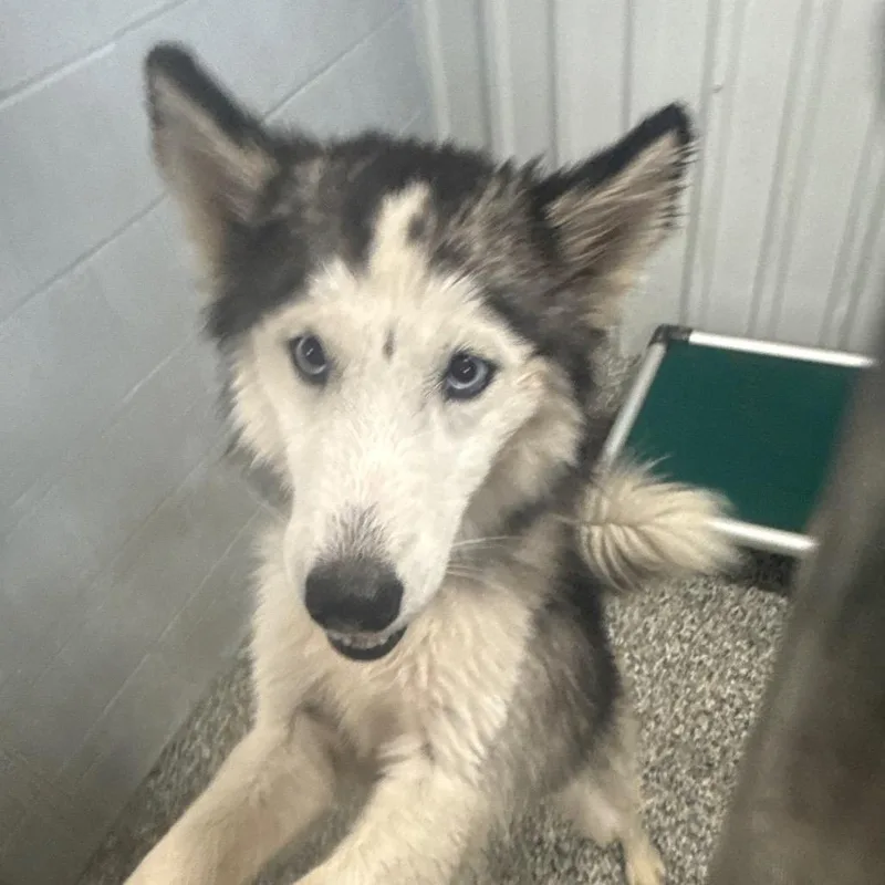 A young medium-sized female White / Cream Husky dog named Zendaya for adoption in Collinsville , OK