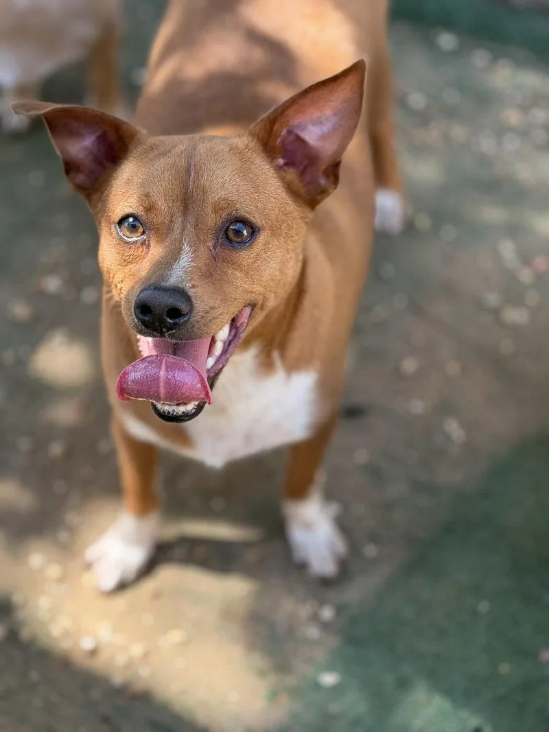 A young small-sized male Rat Terrier dog named Porthos for adoption in Jackson, MS