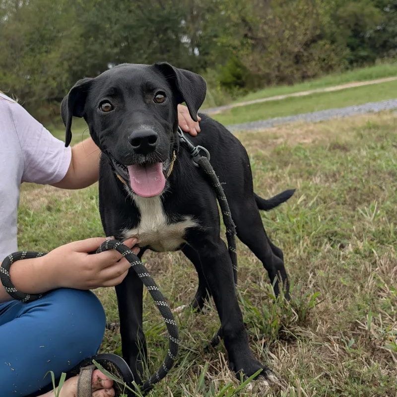 A young medium-sized female Black Labrador Retriever dog named Dixie Iii for adoption in Chicopee, MA