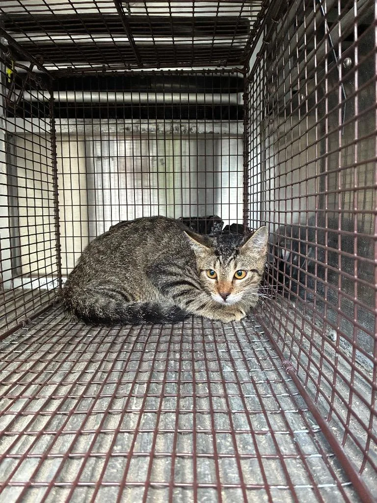 A young medium-sized male Domestic Short Hair cat named Tiddlywinks for adoption in New Braunfels, TX