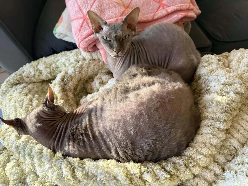 An adult small-sized male Gray / Blue / Silver Sphynx / Hairless Cat named Minxy for adoption in Plymouth, MN