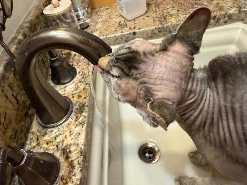 Minxy thumbnail 6