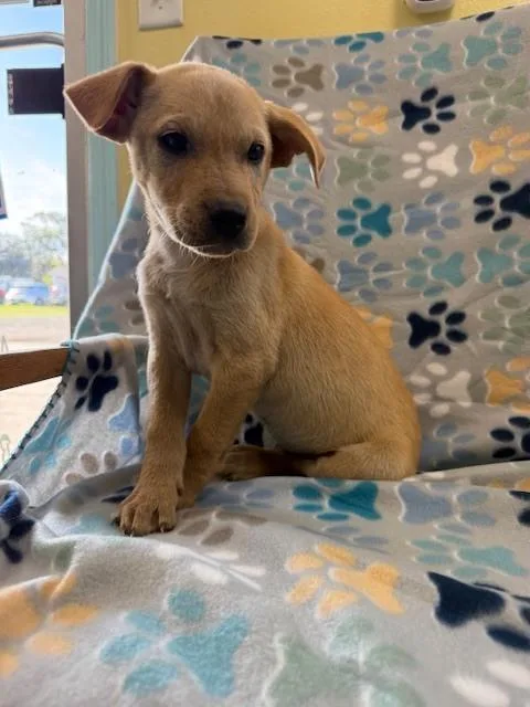 A baby small-sized female Brown / Chocolate Chihuahua dog named Lola for adoption in Crescent City, FL