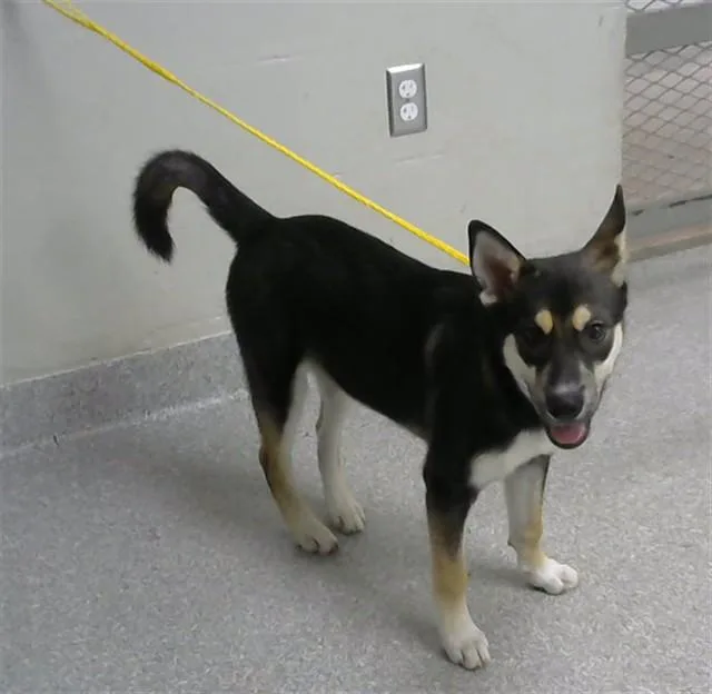A baby large-sized male Shiba Inu dog named Austin for adoption in Pasadena, TX