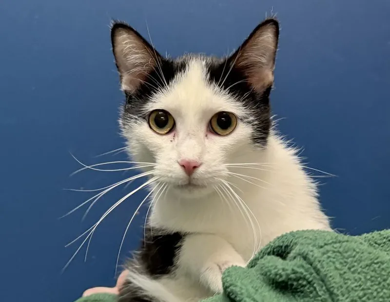 An adult medium-sized male White Domestic Short Hair cat named Oreo for adoption in Columbus, IN