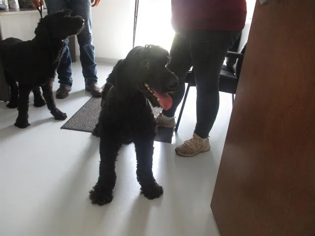 An adult large-sized female Giant Schnauzer dog named Lilith for adoption in Ocala, FL