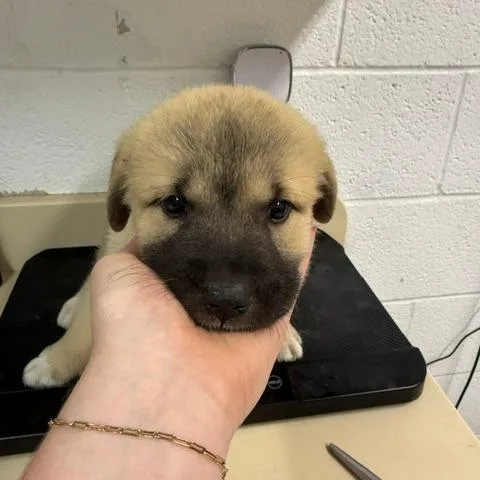 A baby small-sized female Yellow / Tan / Blond / Fawn Anatolian Shepherd dog named Butter for adoption in Ardmore, OK