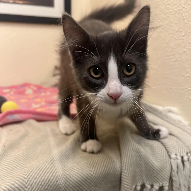 A baby small-sized male Norwegian Forest Cat cat named Tommy Boy a for adoption in The Dalles, OR