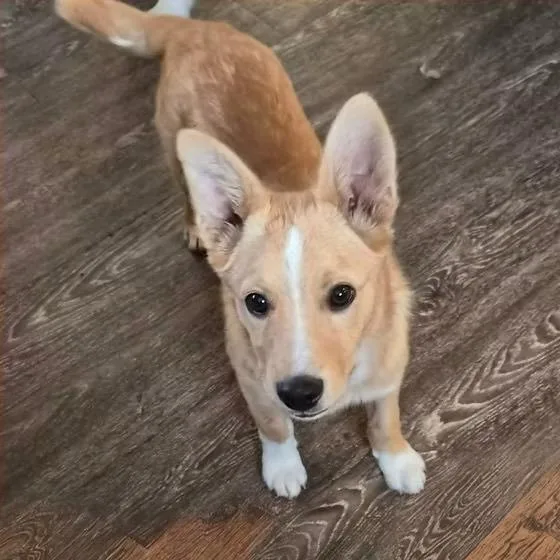 A baby medium-sized male Mixed Breed dog named Timber for adoption in sun prairie, WI