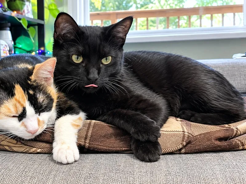A baby small-sized female Black Domestic Short Hair cat named Benny for adoption in Pittsburgh, PA