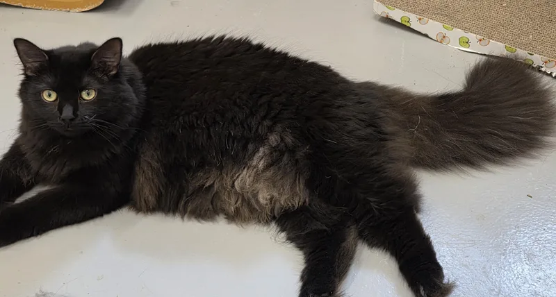 A young extra large-sized female Black Domestic Long Hair cat named Wellington for adoption in Butler, PA