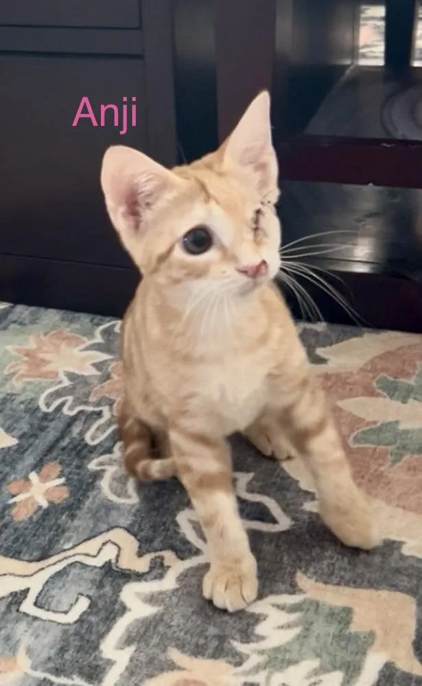 Anji