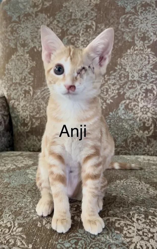 Anji thumbnail 2