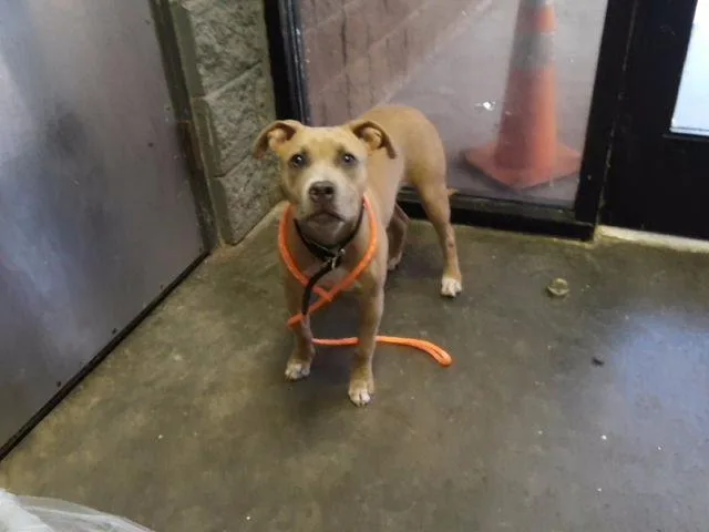 A young medium-sized female Pit Bull Terrier dog named Blondie for adoption in Tulsa, OK