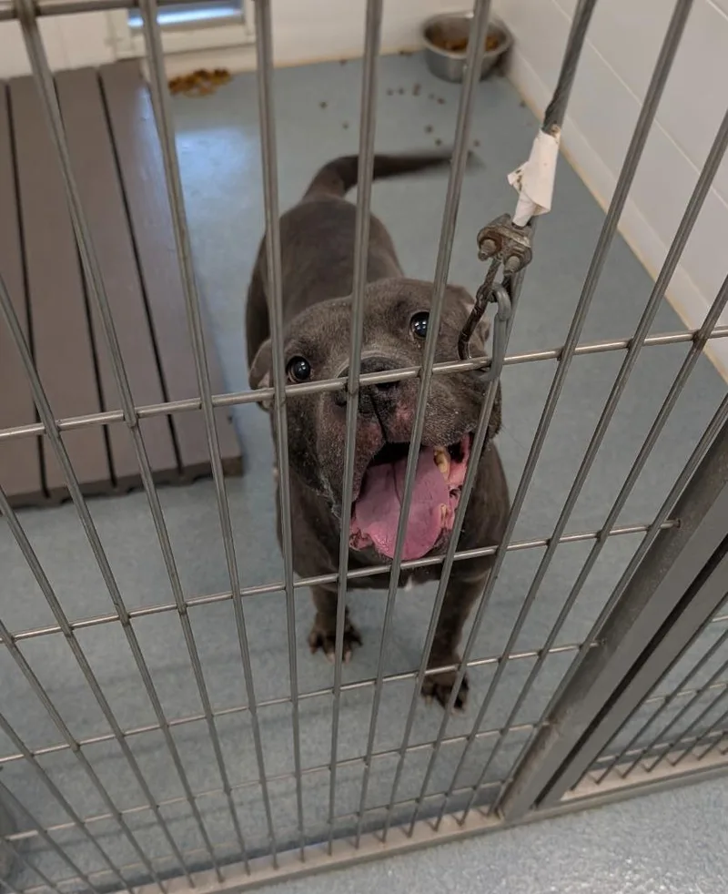 An adult medium-sized female Pit Bull Terrier dog named Nala for adoption in Portland, IN