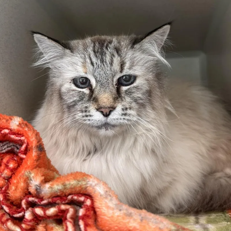 A senior medium-sized female Cream / Ivory Domestic Medium Hair cat named Doris for adoption in Reno, NV