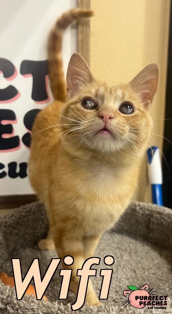 A baby medium-sized male Domestic Short Hair cat named Wifi for adoption in Douglasville, GA