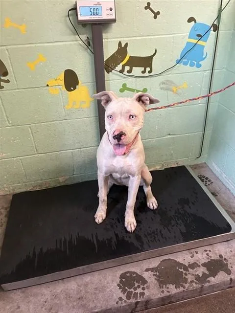 A young medium-sized female Pit Bull Terrier dog named Magnolia for adoption in Sacramento, CA