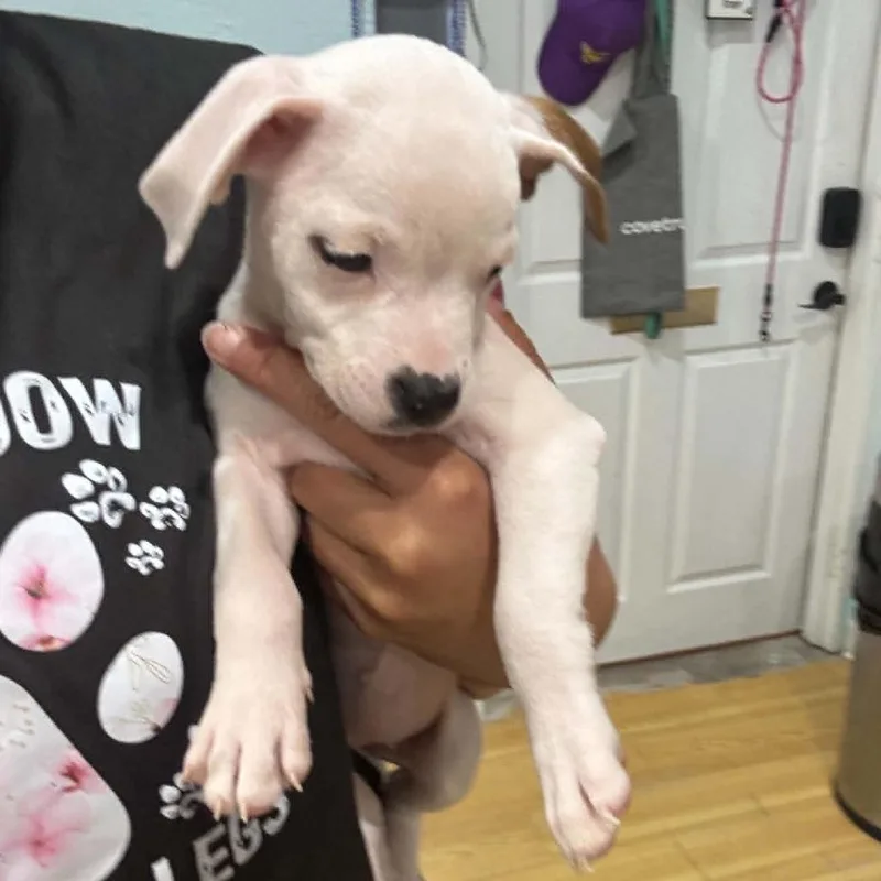 A baby small-sized female White / Cream Chihuahua dog named Kimmy Gibler for adoption in Seminole, FL