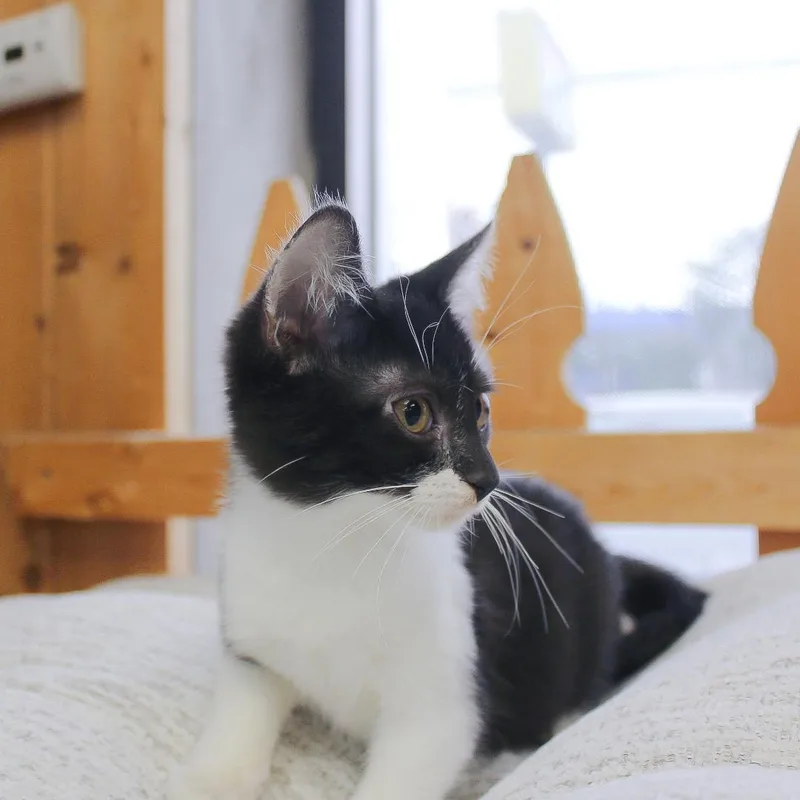 A baby medium-sized male Black & White / Tuxedo Domestic Short Hair cat named Piper for adoption in Wayne, NJ