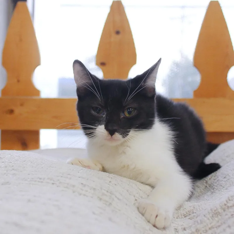Piper thumbnail 2