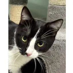 A young medium-sized male Domestic Short Hair cat named Ace Thacher for adoption in Hudson, MA