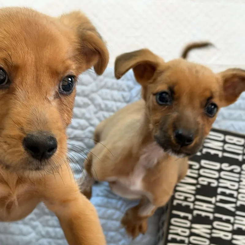 A baby small-sized male Mixed Breed dog named Zack for adoption in Rincon, PR
