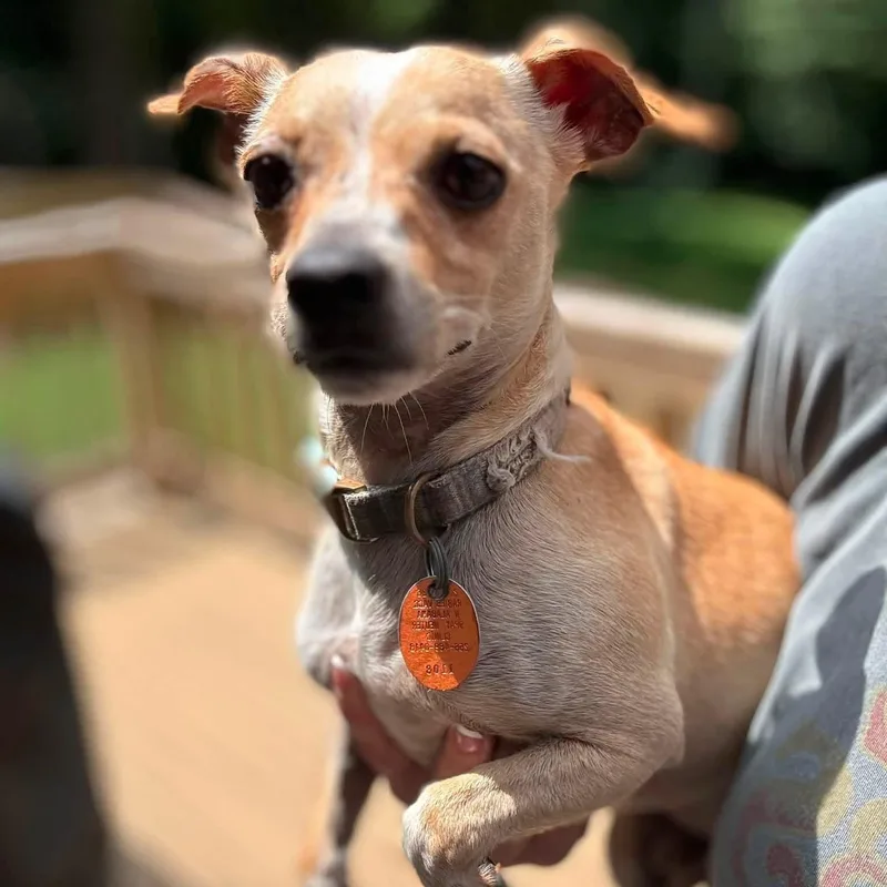 A young small-sized male Golden Chihuahua dog named Hubert Zinger for adoption in Williston, VT
