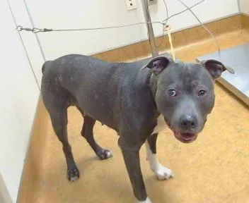A young medium-sized female Pit Bull Terrier dog named Annie Bananie for adoption in Sacramento, CA