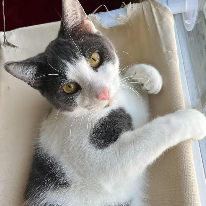 A young small-sized male Gray / Blue / Silver American Shorthair cat named Toni ARC for adoption in Akron, NY