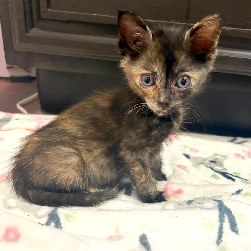 A baby small-sized female Black Domestic Short Hair cat named Earl Grey for adoption in Austin, TX