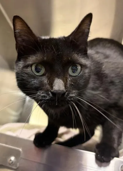 An adult medium-sized female Domestic Short Hair cat named Rey for adoption in West Chester, PA