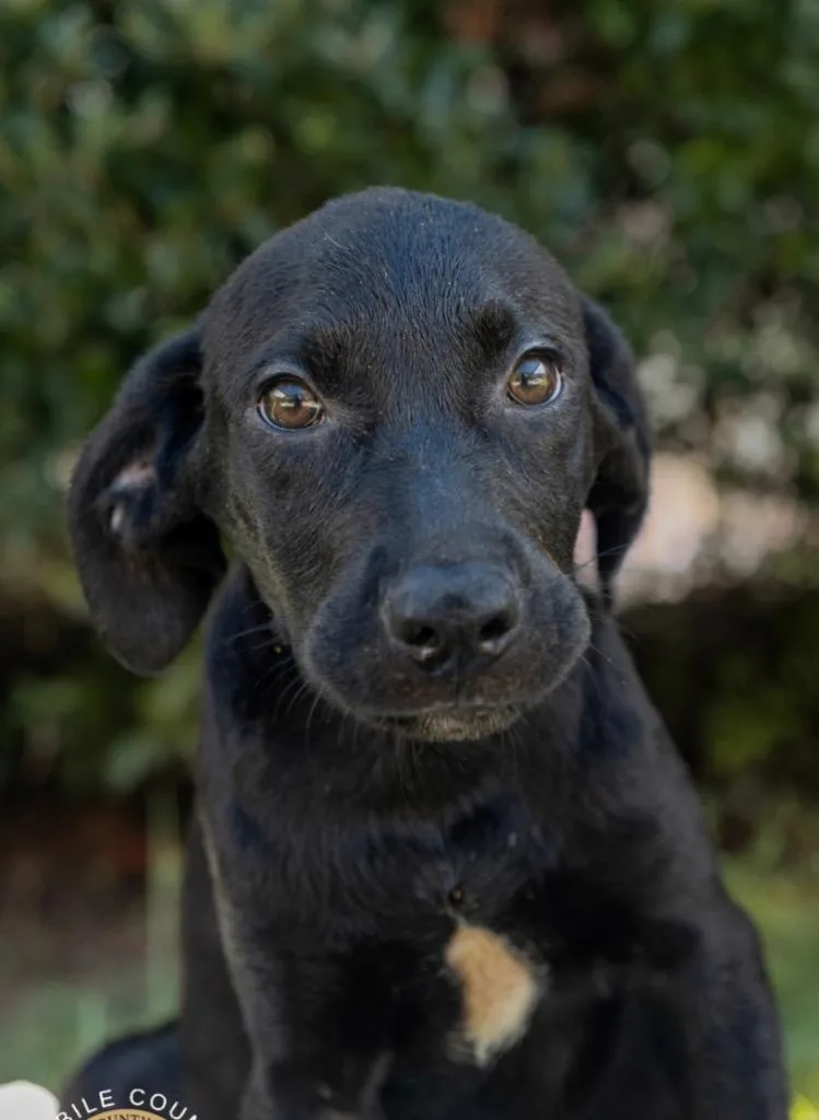 A baby extra large-sized male Labrador Retriever dog named Stormy for adoption in North Syracuse, NY