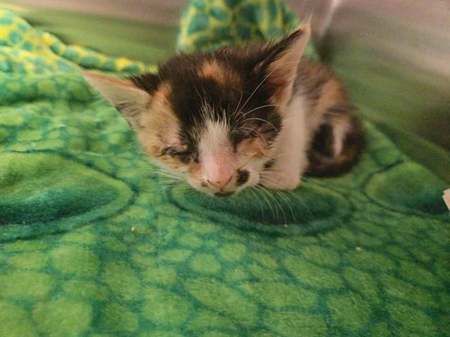 A baby small-sized female Domestic Short Hair cat named Patches for adoption in Tustin, CA