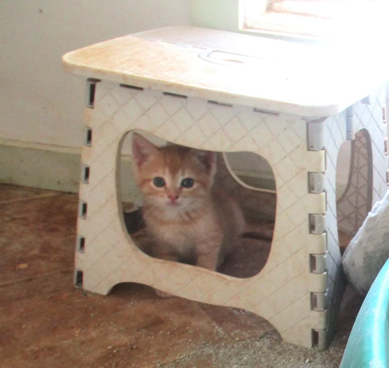 Tiger thumbnail 4