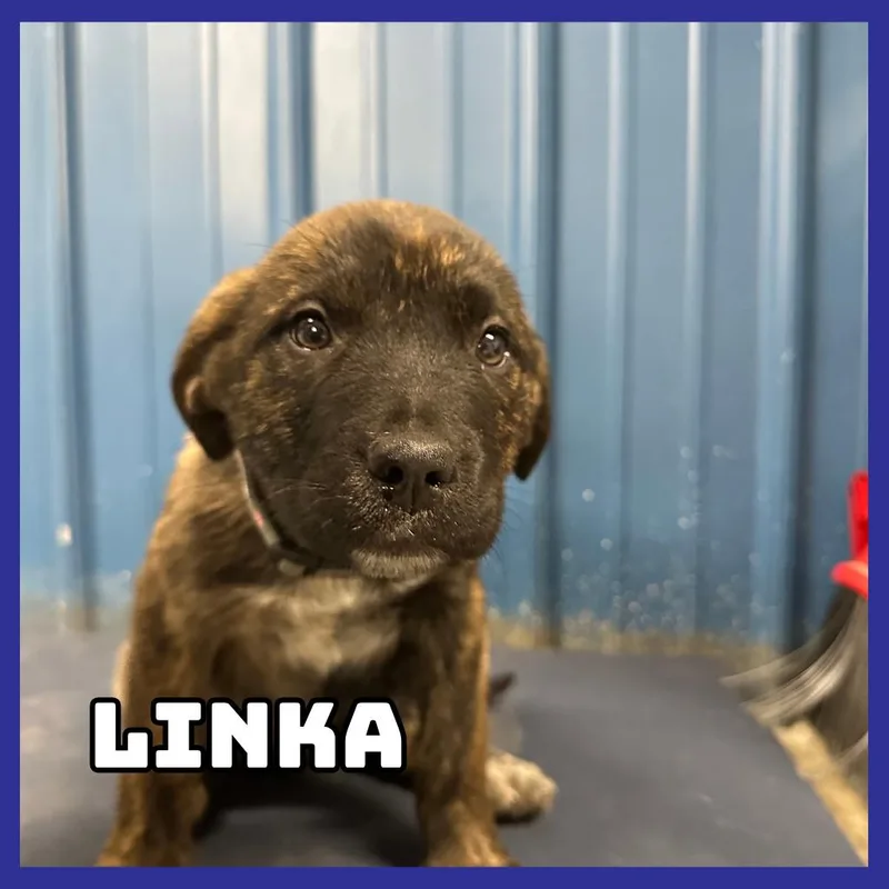 Linka