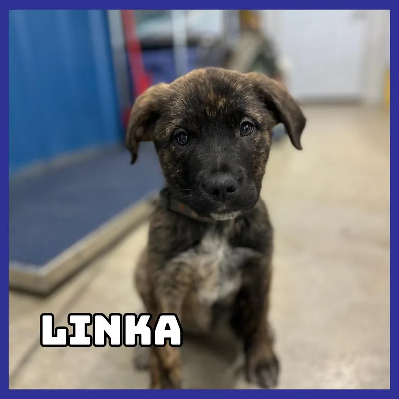 Linka thumbnail 2