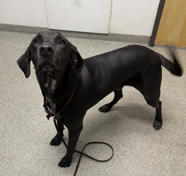 An adult large-sized male German Shorthaired Pointer dog named Tucker T for adoption in Escondido, CA