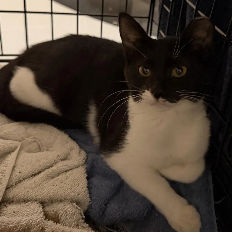 A baby small-sized female Black Domestic Short Hair cat named Lucy for adoption in Houston, TX