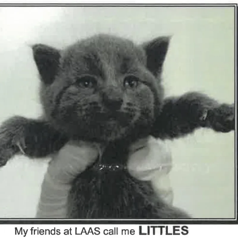 A baby small-sized male Gray / Blue / Silver Domestic Short Hair cat named Littles for adoption in Los Angeles, CA