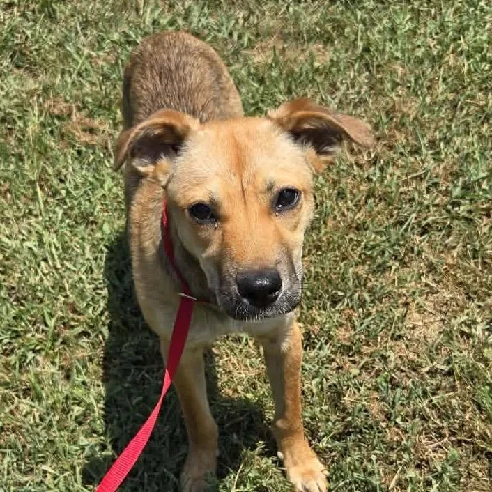 A young small-sized female Yellow / Tan / Blond / Fawn Terrier dog named Penny for adoption in Fayetteville, GA
