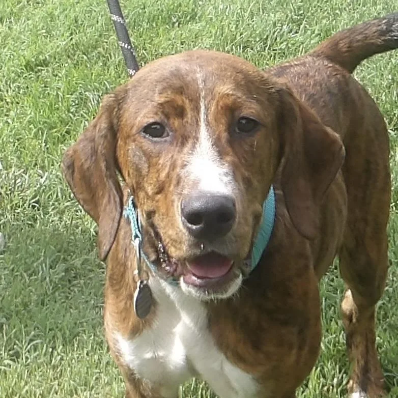 A baby large-sized male Great Dane dog named Waldo for adoption in Gloucester, VA